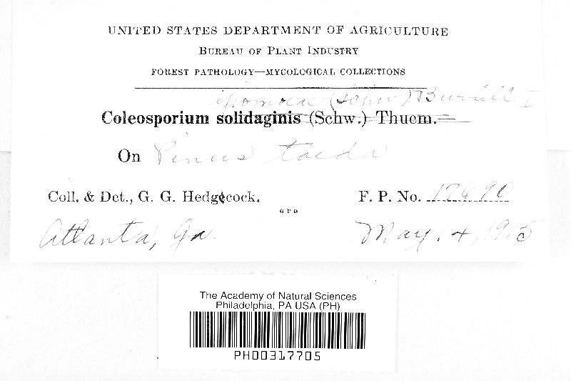 Coleosporium ipomoeae image