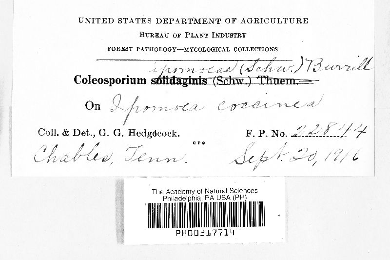 Coleosporium ipomoeae image