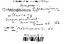 Coleosporium asterum image