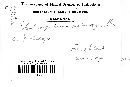 Coleosporium asterum image