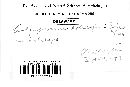 Coleosporium asterum image