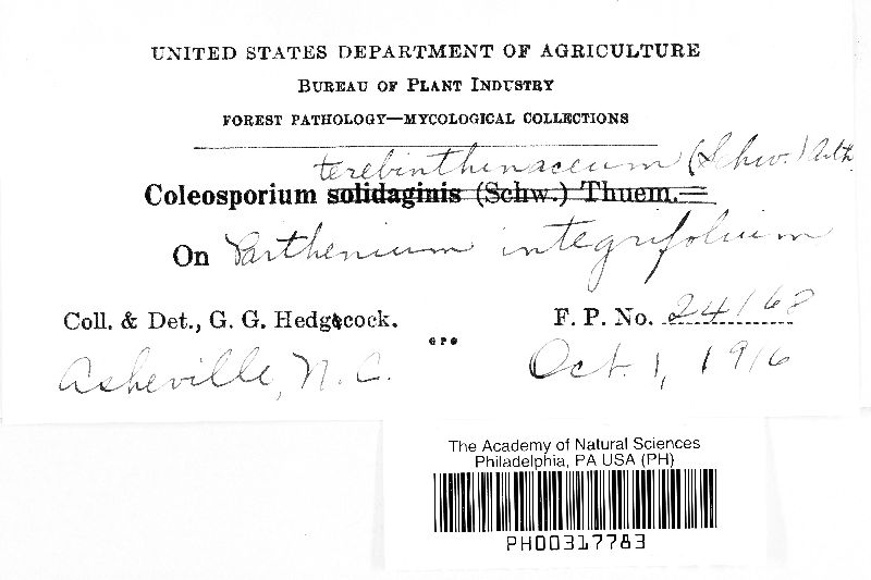 Coleosporium terebinthinacearum image
