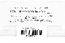 Melampsora betulina image
