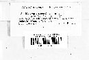 Melampsora populina image