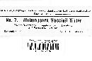 Melampsora vaccinii image