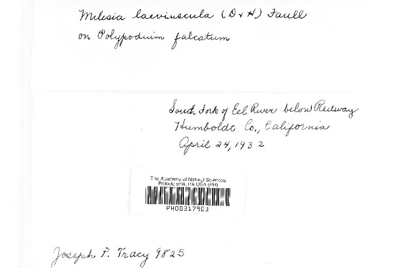 Milesia leviuscula image