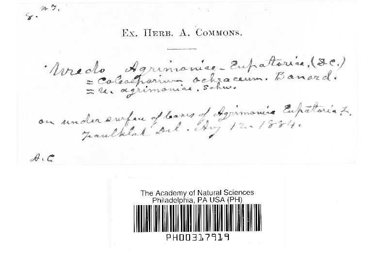 Pucciniastrum agrimoniae image