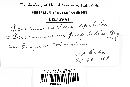 Pucciniastrum epilobii image