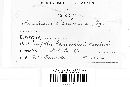 Aecidium ranunculi image