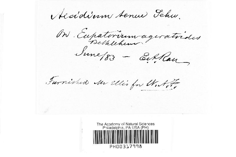 Aecidium tenue image
