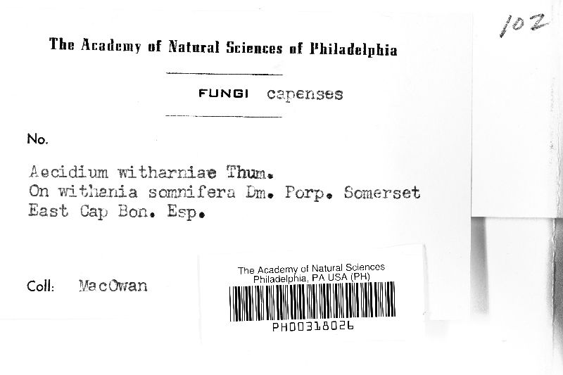 Aecidium withaniae image