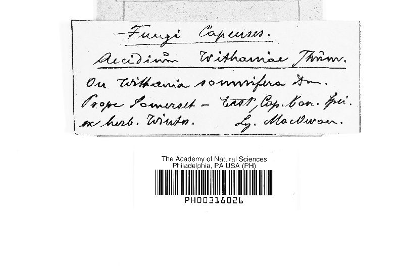 Aecidium withaniae image