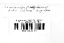 Gymnoconia nitens image