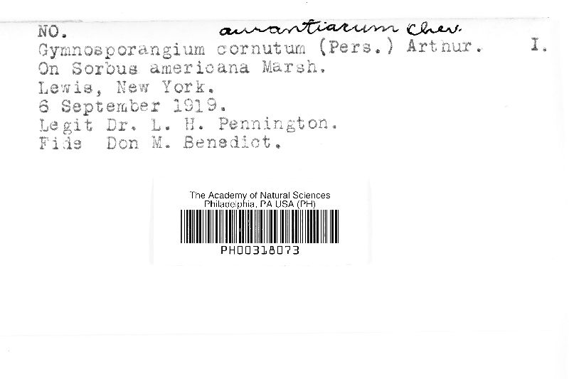 Gymnosporangium aurantiacum image