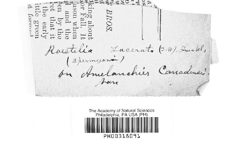 Gymnosporangium clavariiforme image