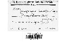 Gymnosporangium clavariiforme image