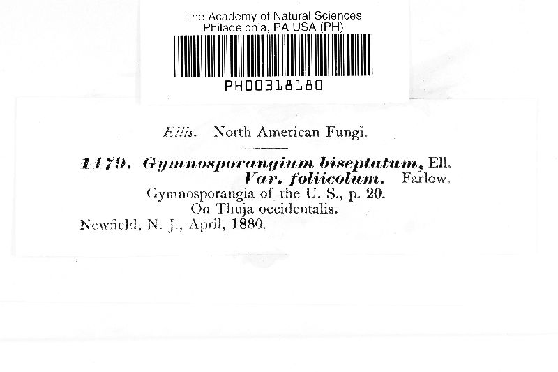Gymnosporangium biseptatum var. foliicola image