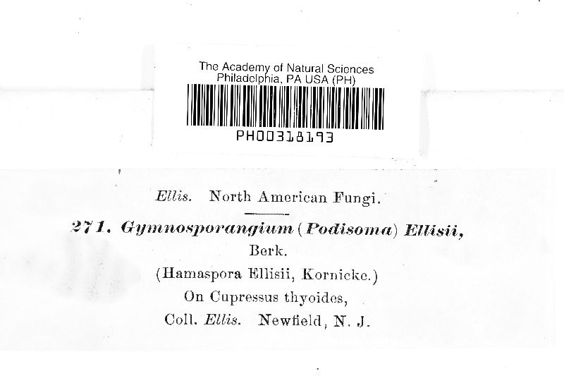 Gymnosporangium ellisii image