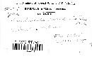 Kuehneola uredinis image