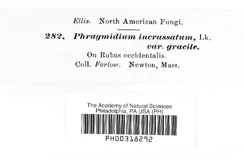 Phragmidium incrassatum var. gracile image
