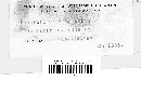 Puccinia cnici-oleracei image
