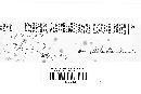 Puccinia cnici-oleracei image