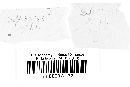 Puccinia cnici-oleracei image