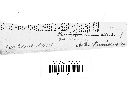 Puccinia cnici-oleracei image