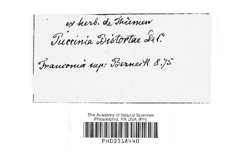 Puccinia bistortae image