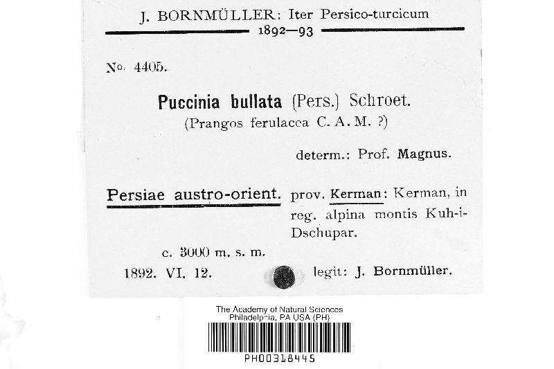 Puccinia angelicae image