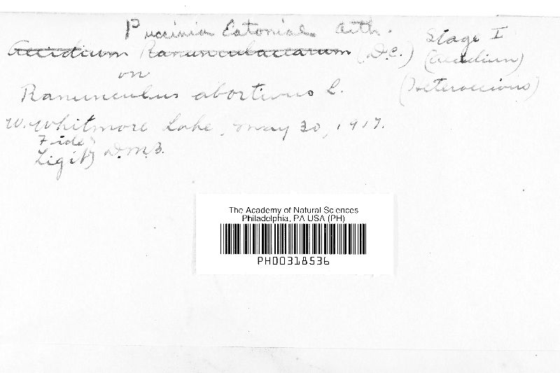 Puccinia eatoniae image