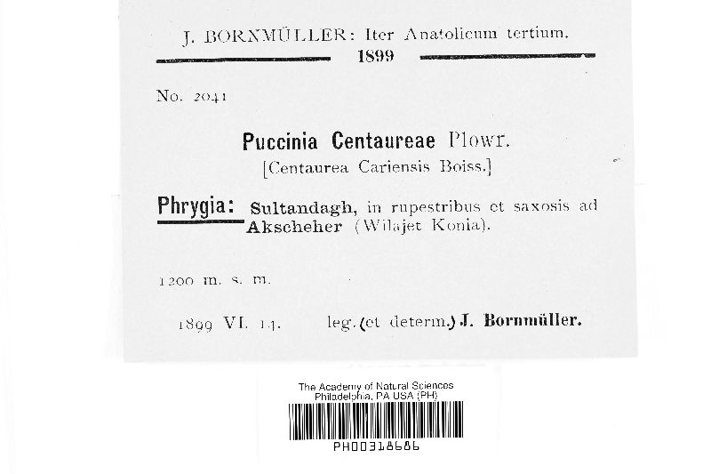 Puccinia carthami image