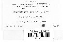Puccinia gentianae image