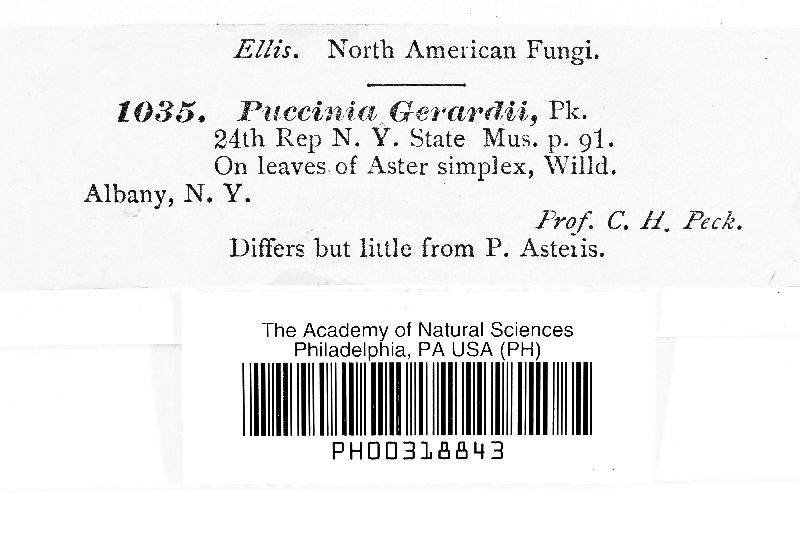 Puccinia gerardii image