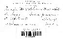 Puccinia mcclatchieana image
