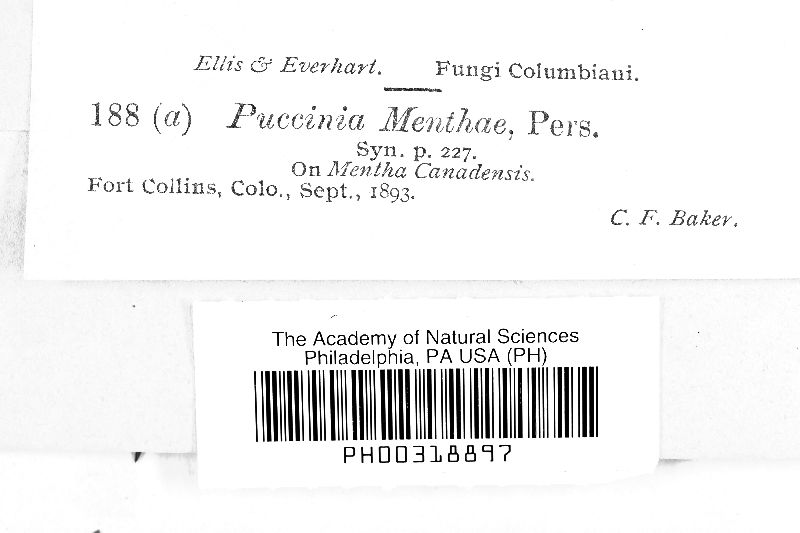 Puccinia menthae image