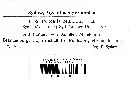 Puccinia cnici-oleracei image