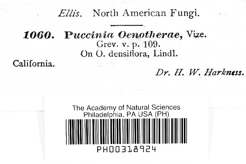 Puccinia oenotherae image