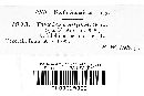 Puccinia silphii image