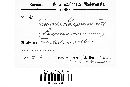 Puccinia lampsanae image