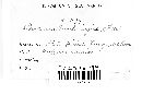 Puccinia arenariae image