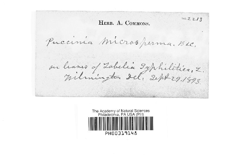 Puccinia microsperma image