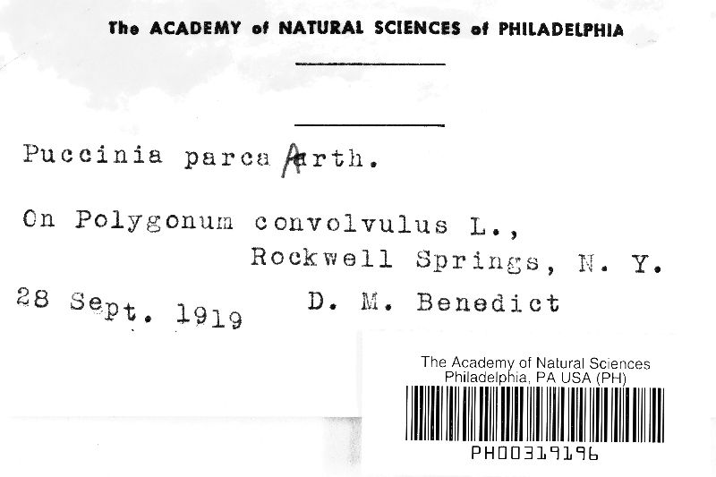 Puccinia parca image