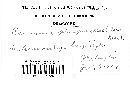 Puccinia pimpinellae image