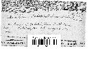 Puccinia podophylli image