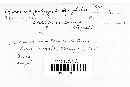 Puccinia polygoni-amphibii var. polygoni-amphibii image