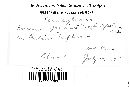 Puccinia punctata image