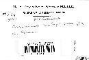 Puccinia recondita image