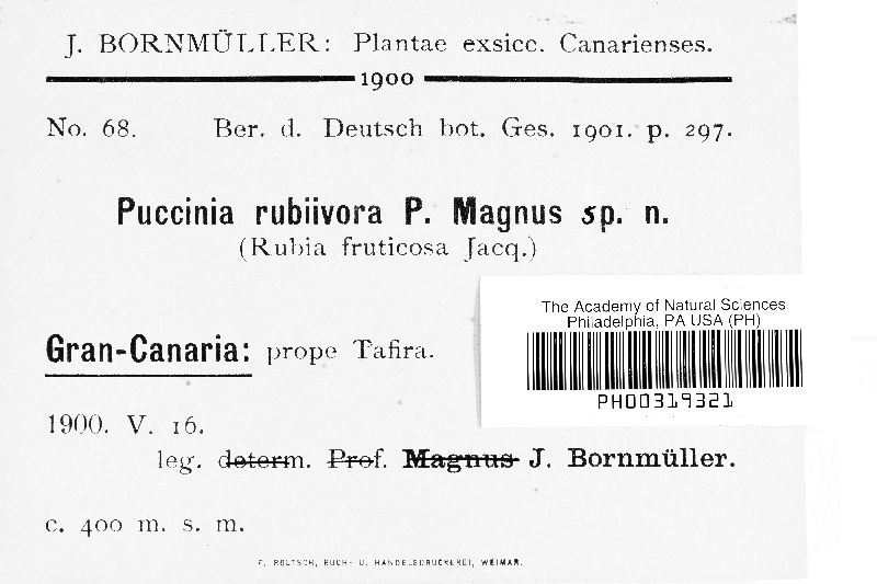 Puccinia rubiivora image