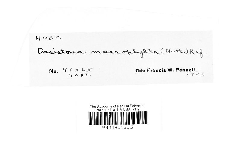 Puccinia seymeriae image